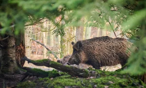 animal 6909689 1280 jpg