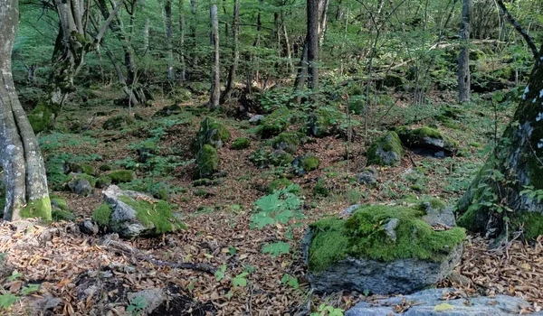 Cercetări arheologice în zona necropolei dacice de la Ciceu-Corabia  