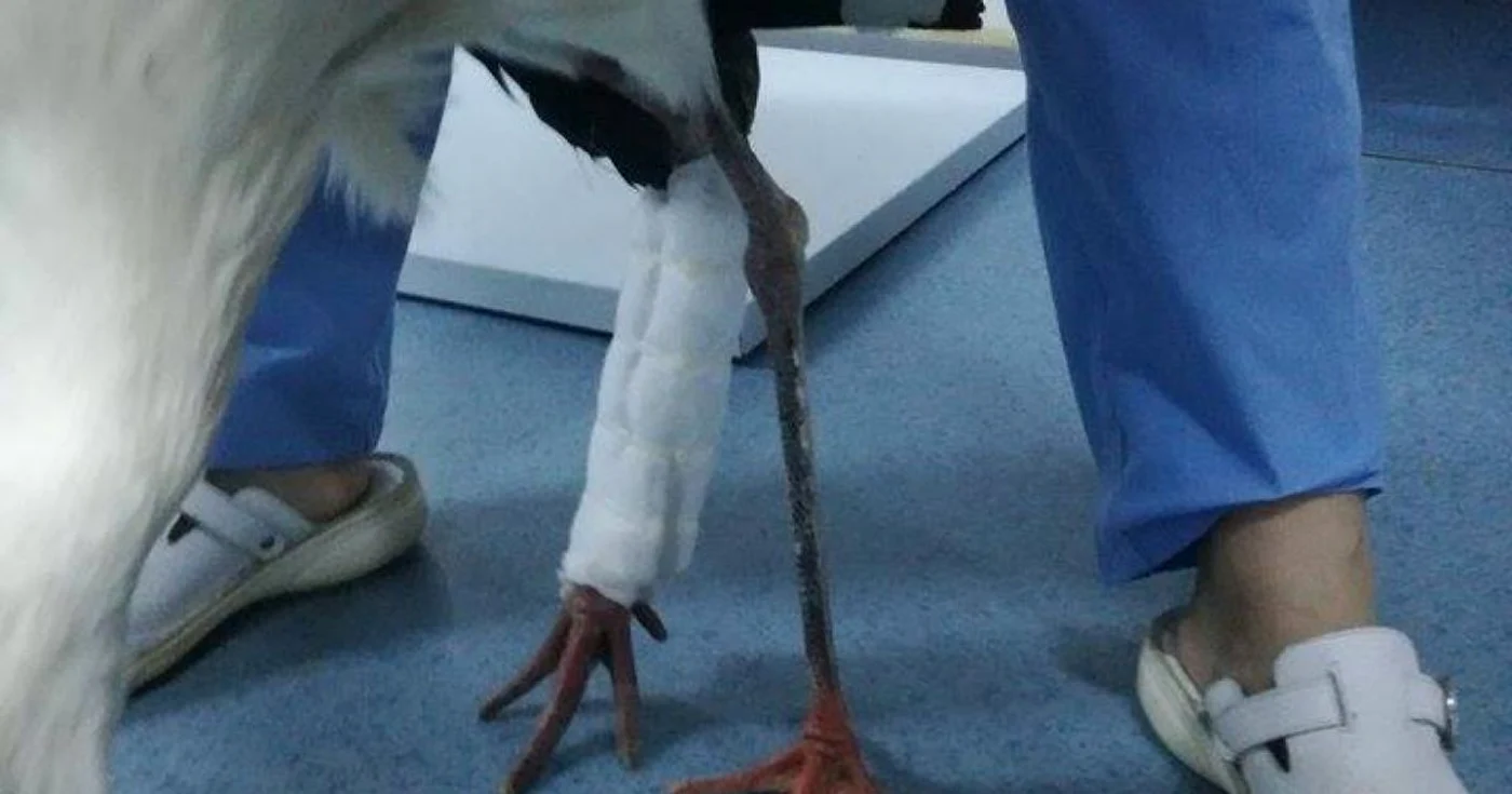 Barza are piciorul în atelă FOTO Cabinet Veterinar Ineu