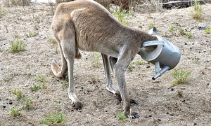 cangur australia stropitoare pe cap jimmy jpeg