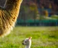 Pui de Alpaca adus pe lume la poalele Retezatului Foto Dino World Transylvania (6) jpg
