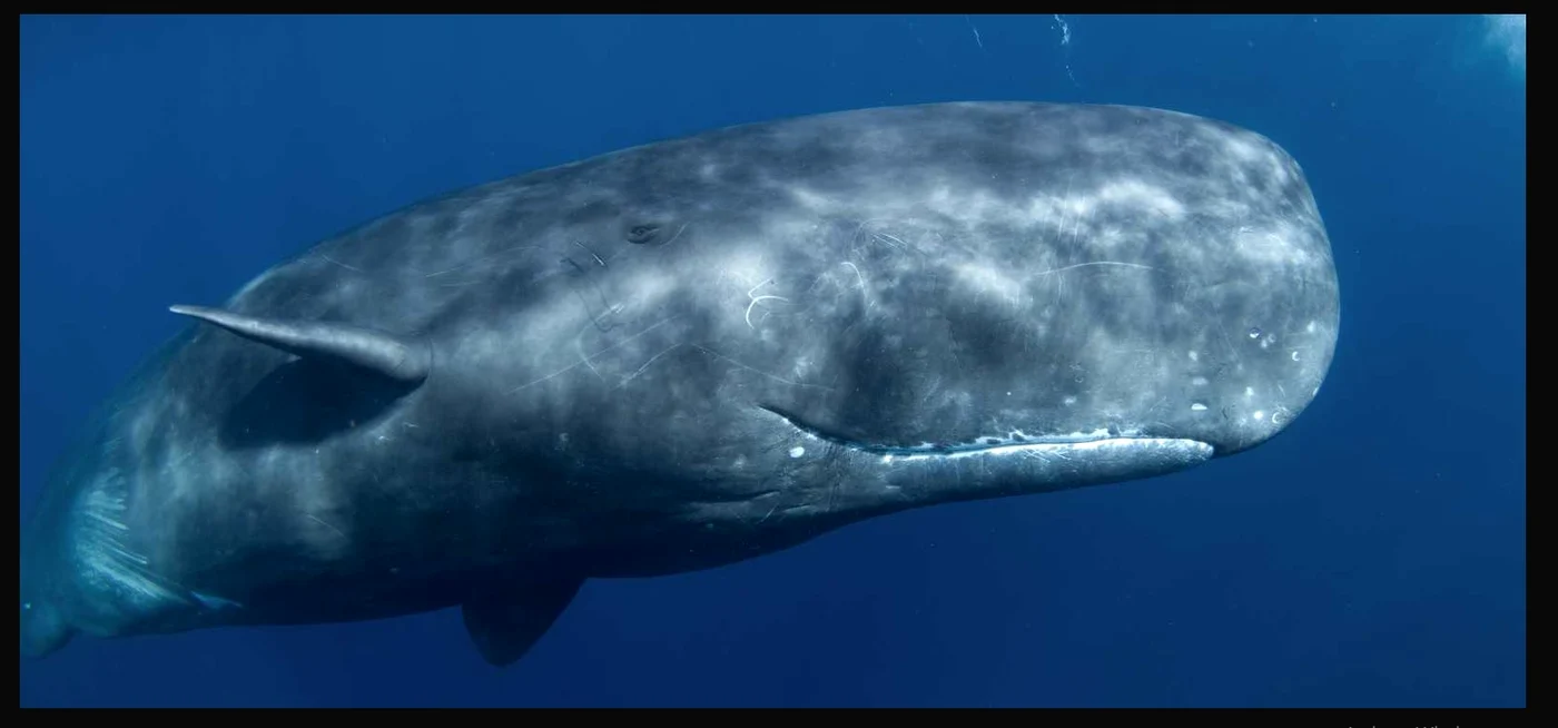 Un cașalot uriaș a distrus baleniera Essex FOTO marinemammalcenter.org