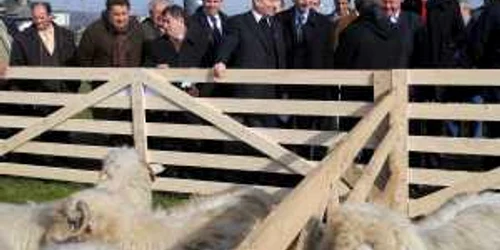 Ministrul Valer Tabără a vizitat expoziţia de oi bistriţene 