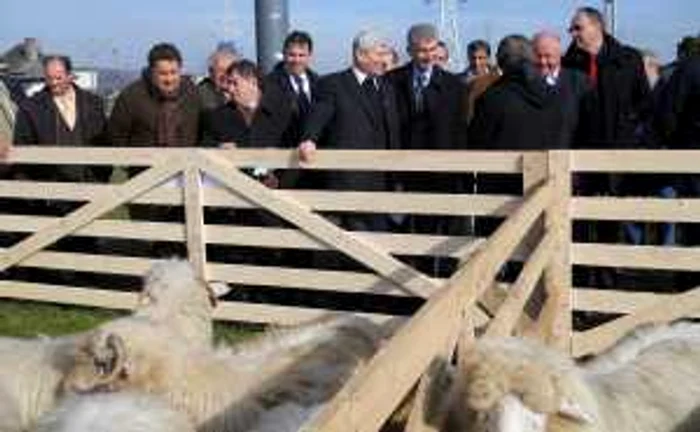 Ministrul Valer Tabără a vizitat expoziţia de oi bistriţene 