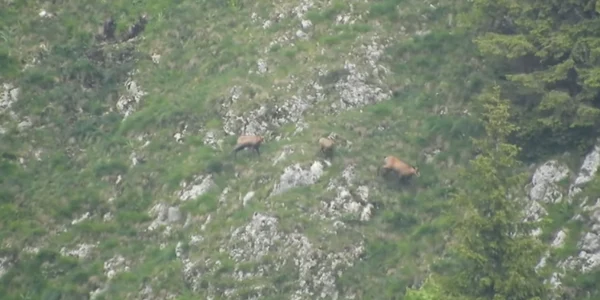 o capra neagra cu doi iezi din generatii difertie filmata in parcul bucegi