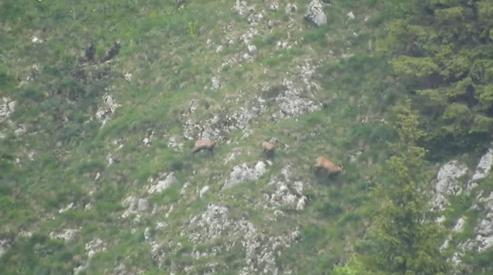 O capră neagră cu doi iezi din generaţii diferite filmată în Parcul Natural Bucegi FOTO Vali Bălan/Romsilva