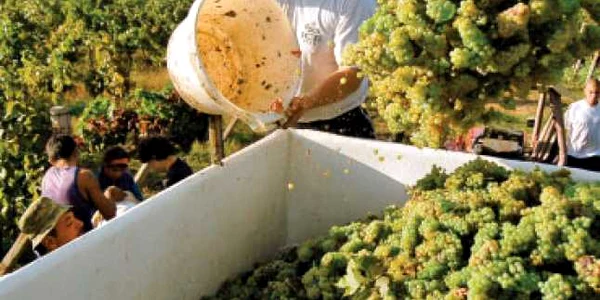 Spaniolii merg să culeagă struguri în Franţa - Revista presei economice