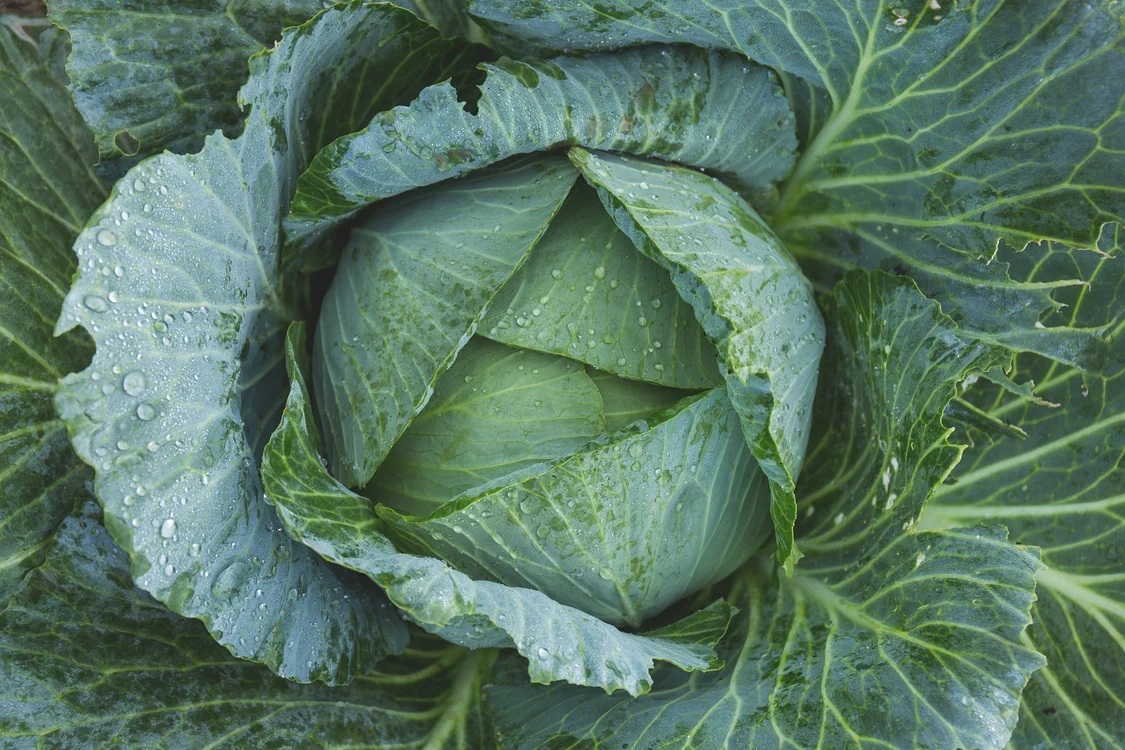 1 cabbage 1850722 1920 jpg jpeg