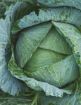 1 cabbage 1850722 1920 jpg jpeg