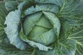 1 cabbage 1850722 1920 jpg jpeg