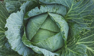 1 cabbage 1850722 1920 jpg jpeg