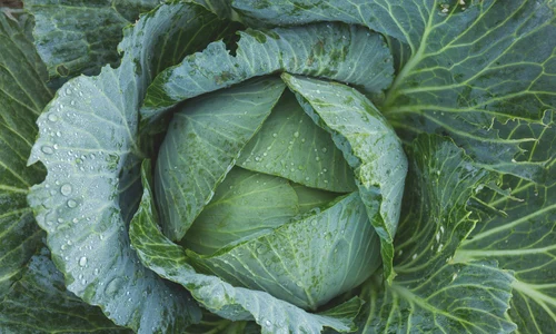 1 cabbage 1850722 1920 jpg jpeg