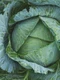 1 cabbage 1850722 1920 jpg jpeg