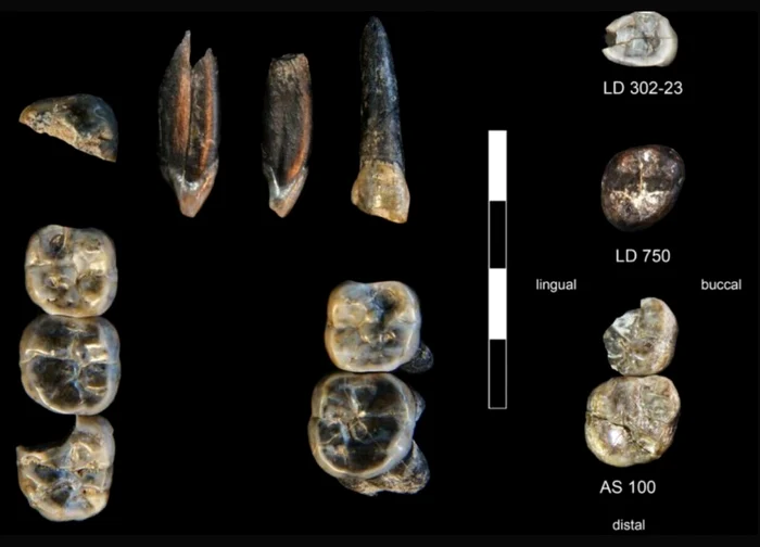 O nouă piesă în puzzle-ul evoluției: descoperirea unui hominid necunoscut în Etiopia 1 image