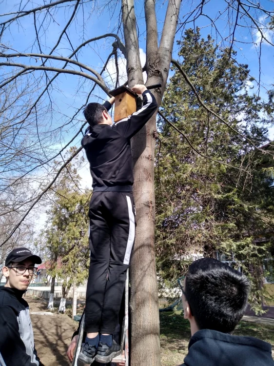 Elevii montau cuiburi pentru păsări FOTO Cosmin Zamfirache