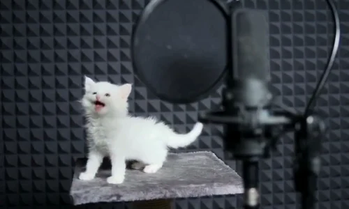 cats sing   youtube jpeg