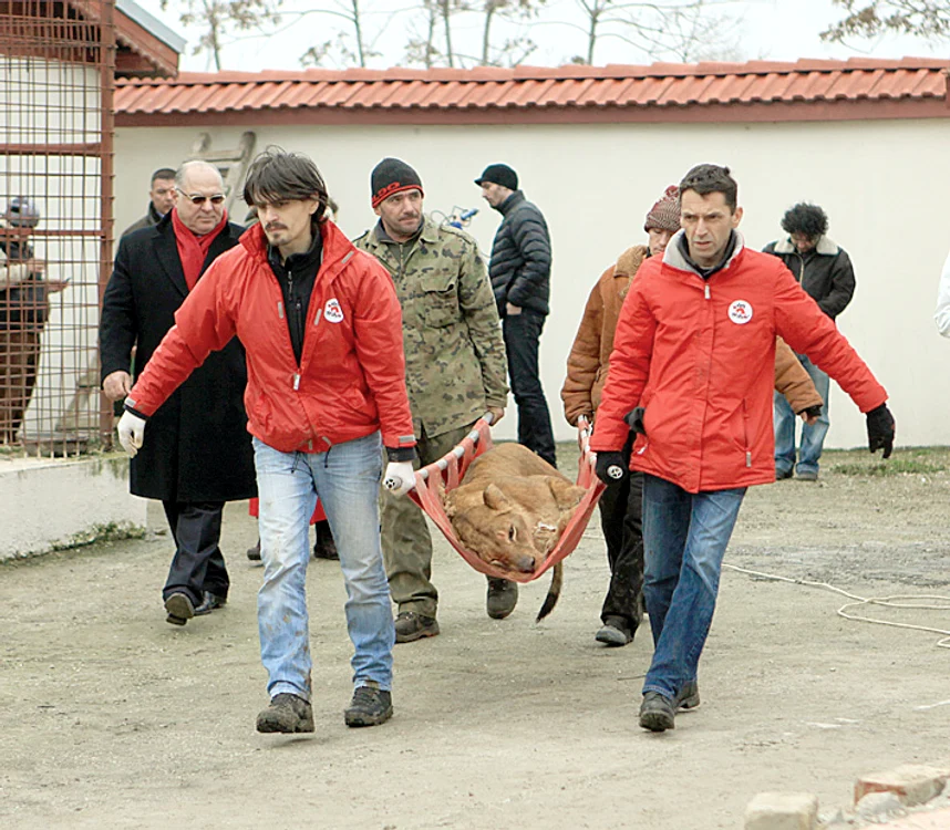 27 februarie 2013 - Cei patru lei au fost “confiscaţi”  din casa interlopului Nuţu Cămătaru