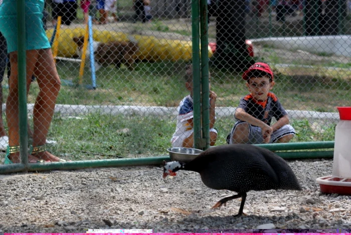 hunedoara zoo