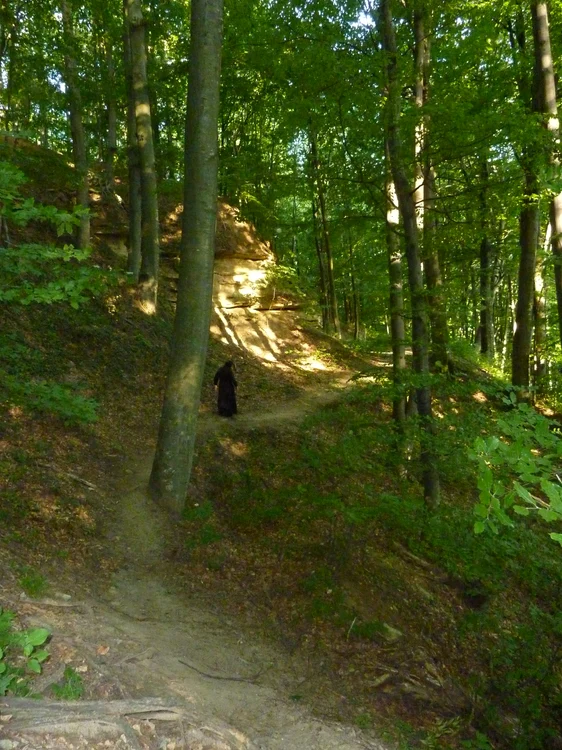 Prin pădurile Voronei FOTO Cosmin Zamfirache