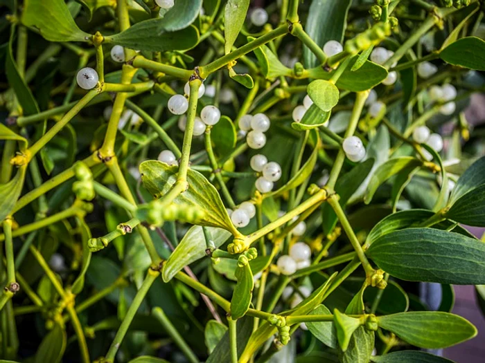 foto: Shutterstock