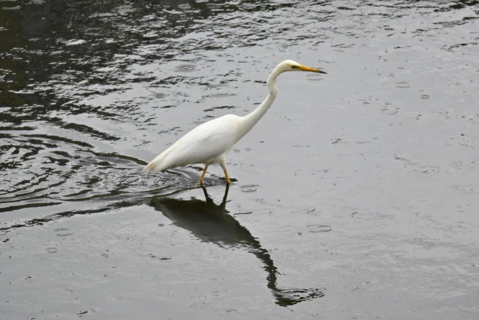 Egretă pe râul Bahlui SURSĂ FOTO Cristian Hitruc