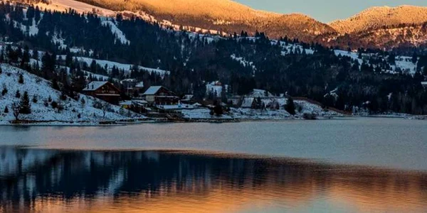 colibita 6