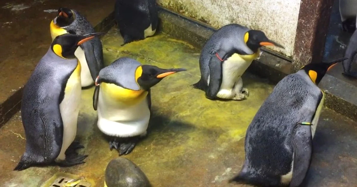 FOTO Odense Zoo