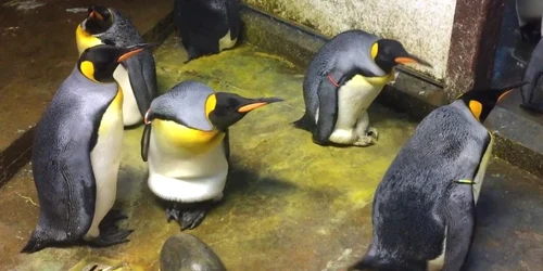 pinguini gay foto Odense Zoo