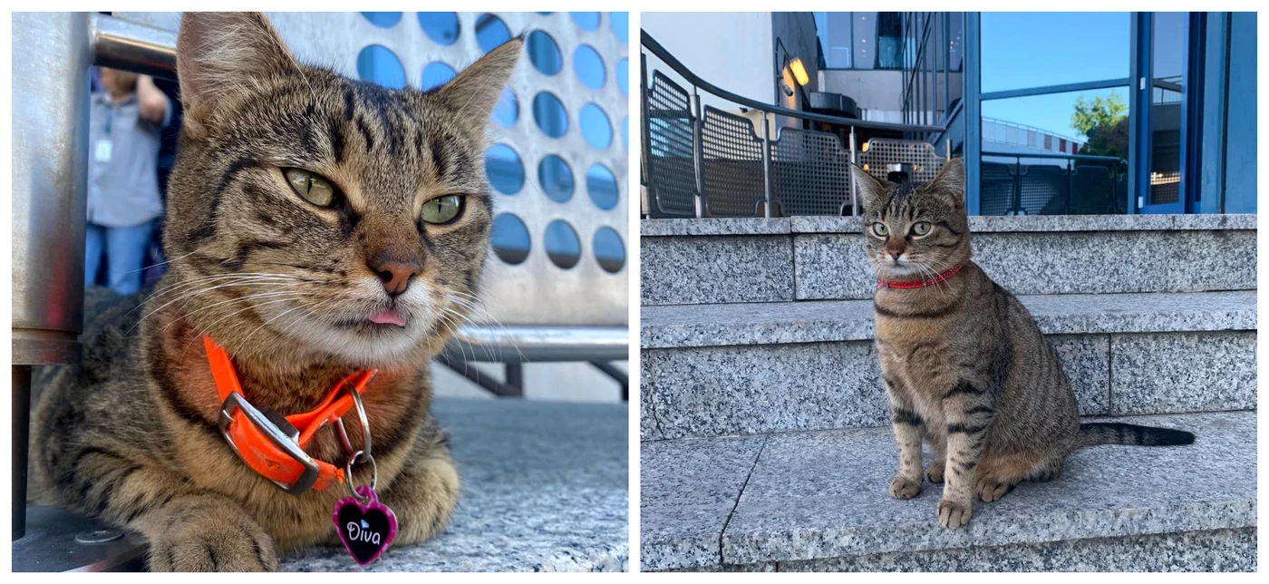 Simpatica felină a dispărut fără urmă / foto: Facebook