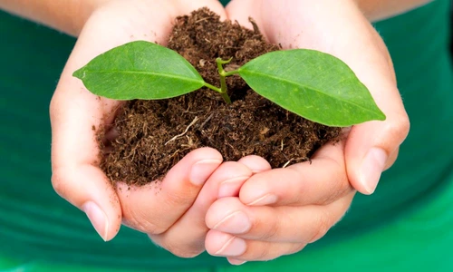 1 51868 original jpg jpeg