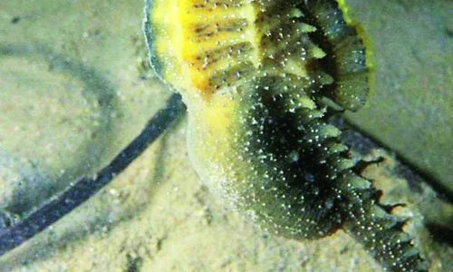 Căluţii de mare2 jpeg