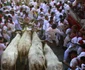 tauri prin multimea de alergatori la san fermin pamplona foto reuters 3