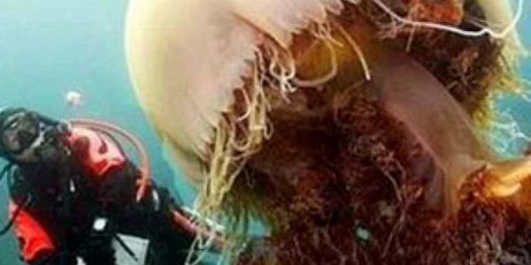 VIDEO Meduze uriaşe au scufundat o navă