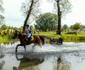 Karpathia Horse Show