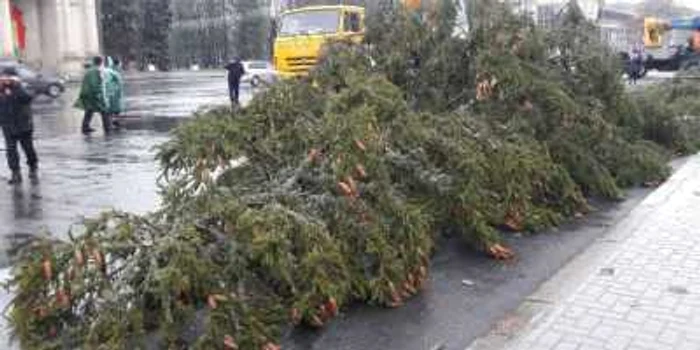 brad Crăciun Chişinău FOTO IPN