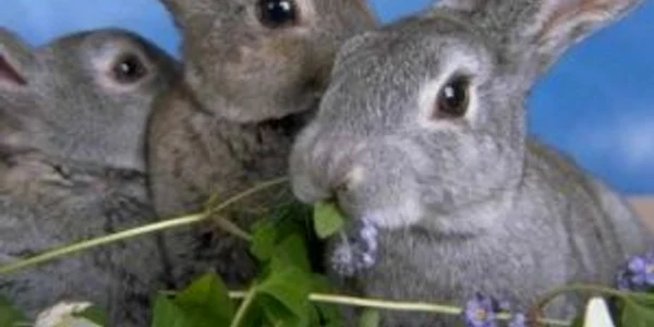 Tularemia este o boală infencţioasă transmisibilă omului