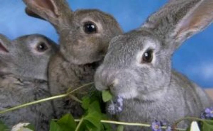 Tularemia este o boală infencţioasă transmisibilă omului