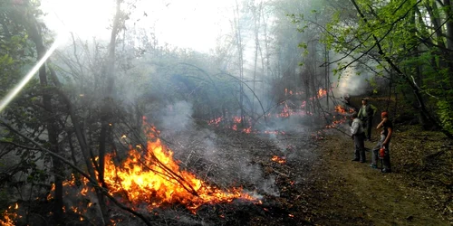 5 hectare de vegetaţie au fost distruse. FOTO