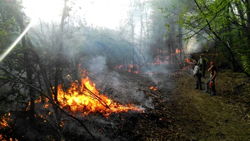 5 hectare de vegetaţie au fost distruse. FOTO