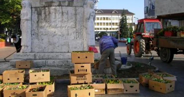 Târgu-Jiu: Mii de panseluţe, sădite în centrul civic al oraşului