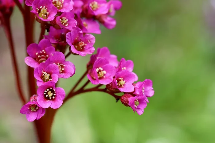 Bergenia / foto: Pixabay