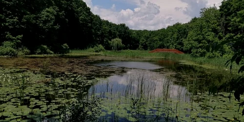 lacul cu nuferi ipotesti