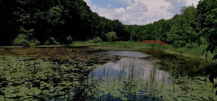 Lacul cu nuferi de la Ipoteşti FOTO Cosmin Zamfirache