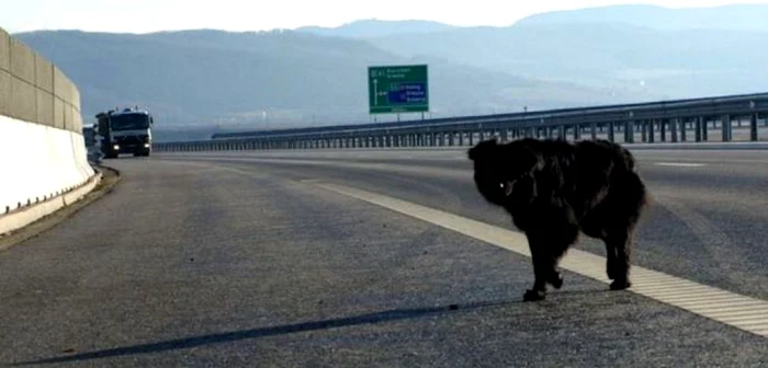 Câine pe autostradă. FOTO: Daniel Guţă. ADEVĂRUL.