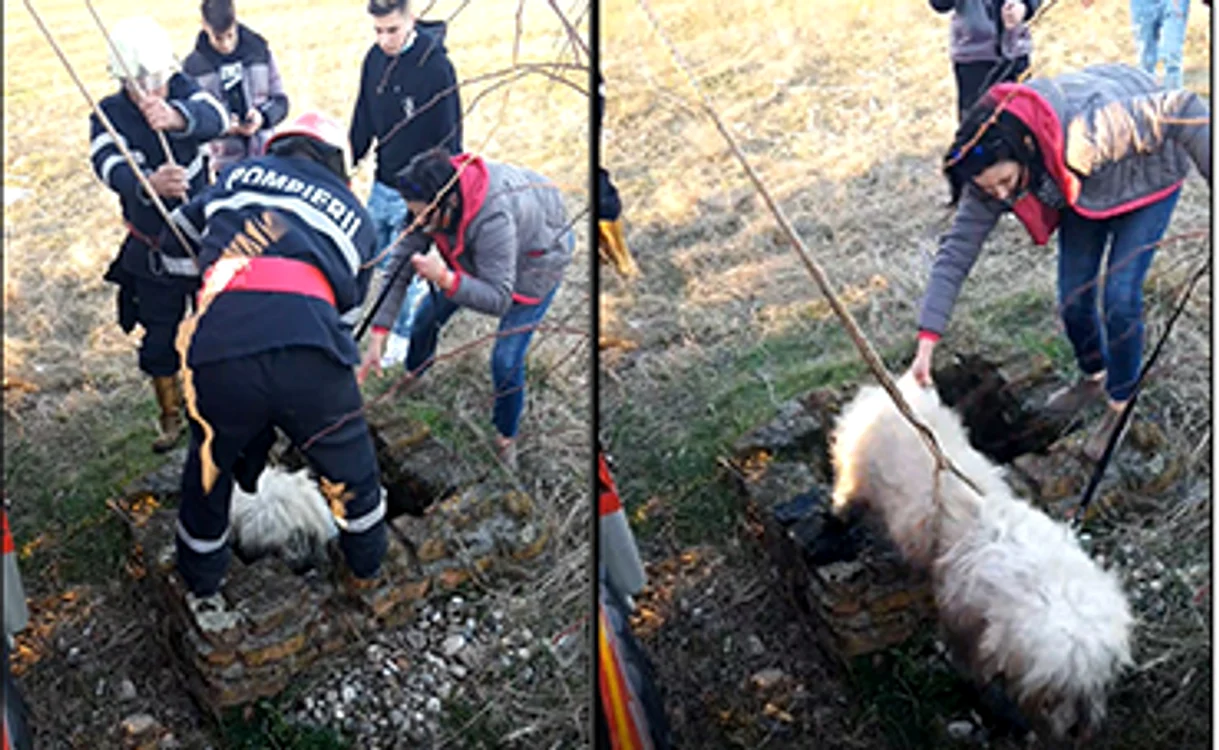 
    Câinele alb a fost adus repede la suprafaţă, spre bucuria stăpâneiFotografii: ISU Vâlcea  
