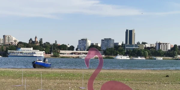 flamingo