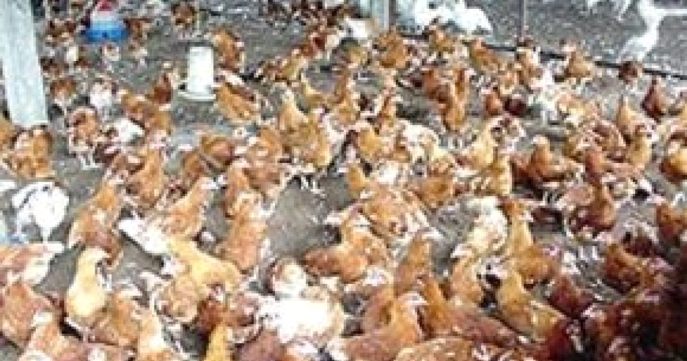 Braşov: Profit de 4,6 milioane lei pentru Avicola Braşov