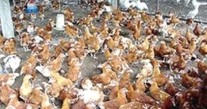 Braşov: Profit de 4,6 milioane lei pentru Avicola Braşov
