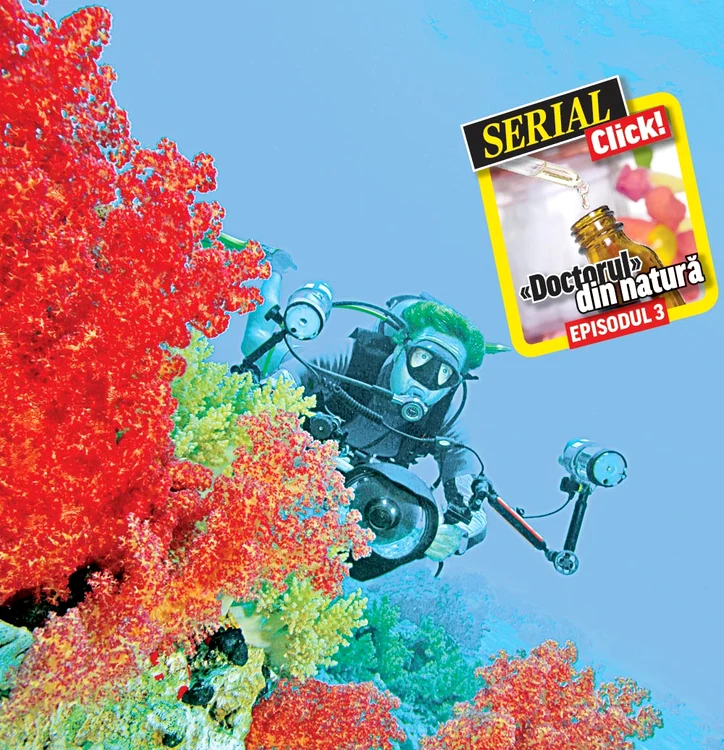 
    Coral  