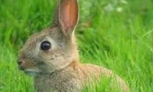 iepurasul images jpeg